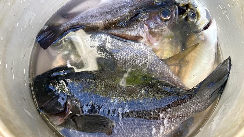 12月上旬、爆風の海でフカセ釣り!グレ・アジ・メバルを干物に。