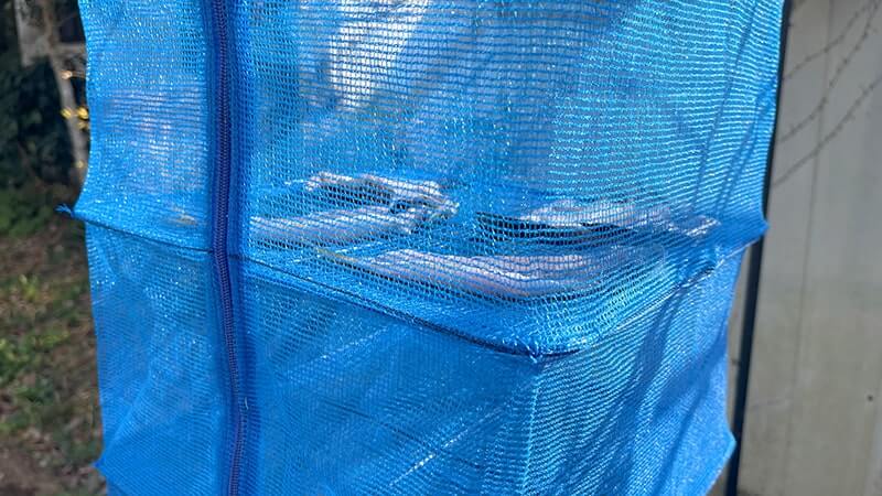 12月上旬、爆風の海でフカセ釣り!グレ・アジ・メバルを干物に。