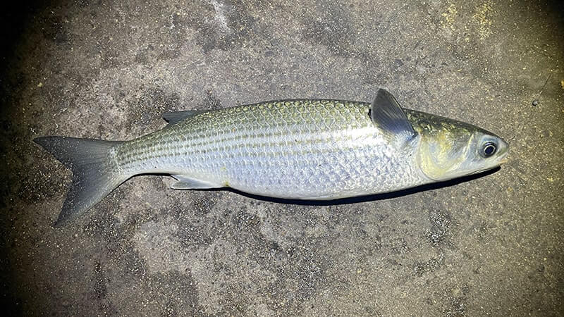 寒ボラは脂がのっていて旨いってホント?しゃぶしゃぶにして食べてみたら……