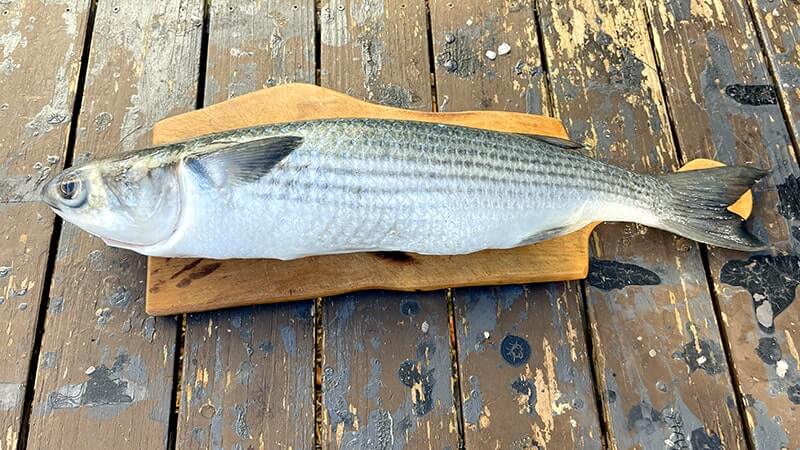 寒ボラは脂がのっていて旨いってホント?しゃぶしゃぶにして食べてみたら……