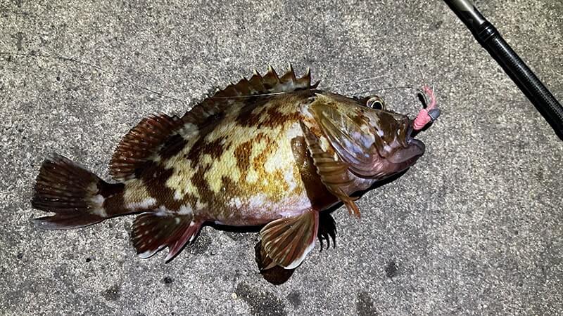 アラカブの味噌汁はフンドーキンで作るとマジで旨い!って話 【カサゴ釣り】