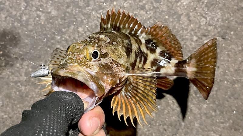 アラカブの味噌汁はフンドーキンで作るとマジで旨い!って話 【カサゴ釣り】