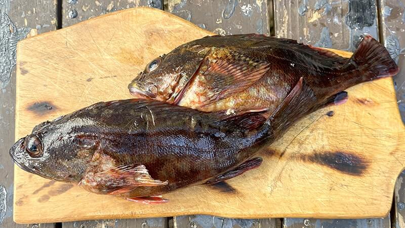 アラカブの味噌汁はフンドーキンで作るとマジで旨い!って話 【カサゴ釣り】