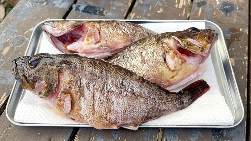 アラカブの味噌汁はフンドーキンで作るとマジで旨い!って話 【カサゴ釣り】