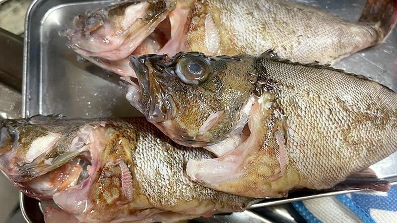 アラカブの味噌汁はフンドーキンで作るとマジで旨い!って話 【カサゴ釣り】