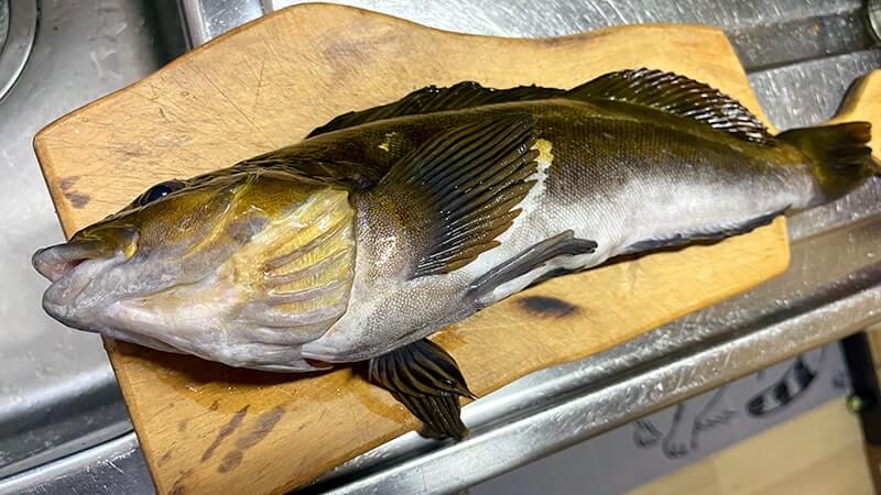 アイナメを釣って刺身と炙り刺しにした冬のある日の釣行