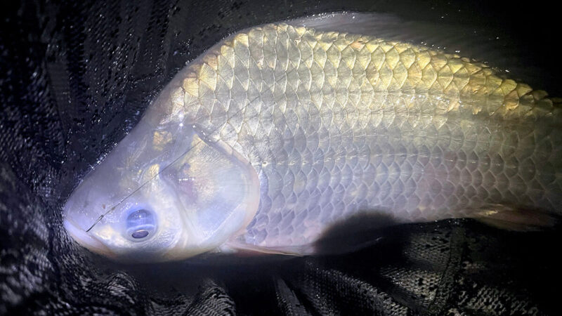 北浦よ今夜も有難う……2026年初釣りはヘラブナ釣り