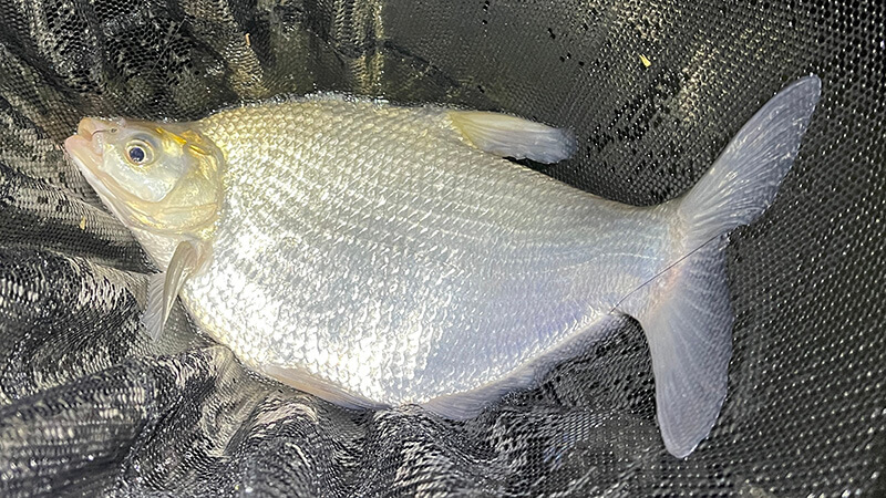 北浦よ今夜も有難う&hellip;&hellip;2026年初釣りはヘラブナ釣り