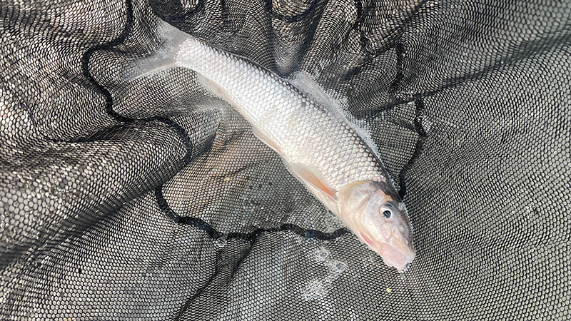 北浦よ今夜も有難う&hellip;&hellip;2026年初釣りはヘラブナ釣り