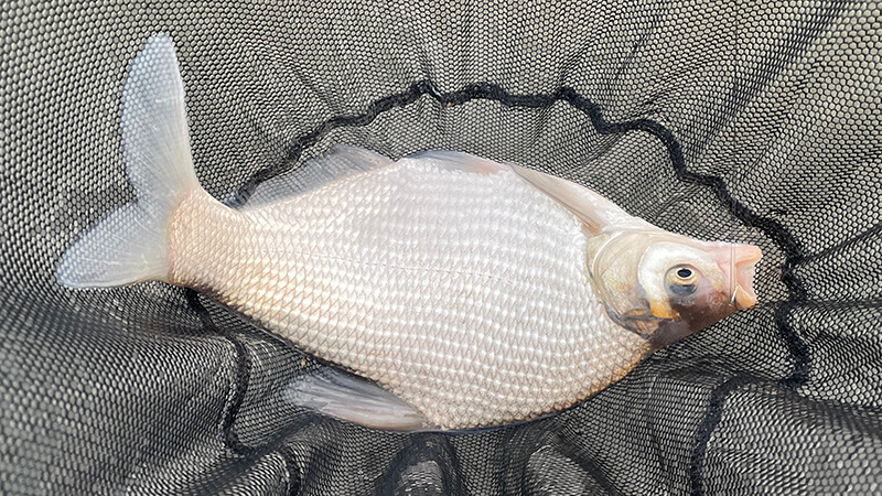 北浦よ今夜も有難う&hellip;&hellip;2026年初釣りはヘラブナ釣り