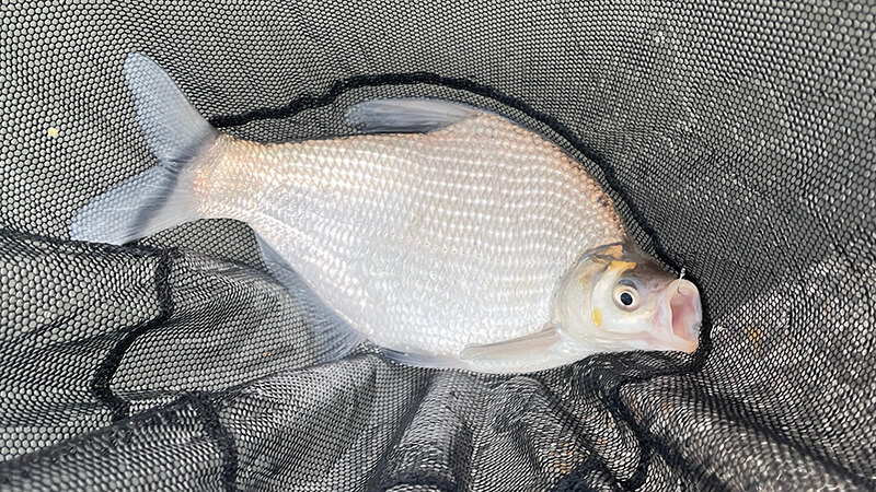 北浦よ今夜も有難う&hellip;&hellip;2026年初釣りはヘラブナ釣り