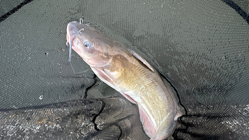 北浦よ今夜も有難う&hellip;&hellip;2026年初釣りはヘラブナ釣り