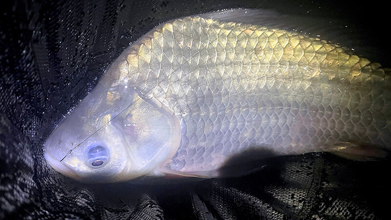 北浦よ今夜も有難う&hellip;&hellip;2026年初釣りはヘラブナ釣り