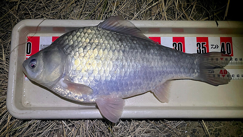 北浦よ今夜も有難う&hellip;&hellip;2026年初釣りはヘラブナ釣り