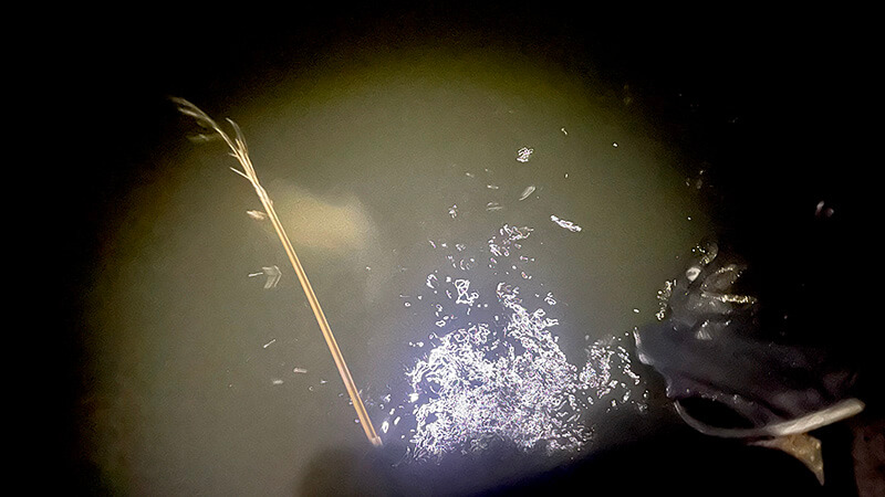 北浦よ今夜も有難う&hellip;&hellip;2026年初釣りはヘラブナ釣り