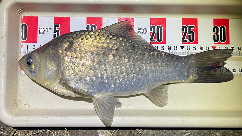 黒部川へ!真冬の夜は氷点下…極寒の中、ヘラブナ夜釣りしてみた
