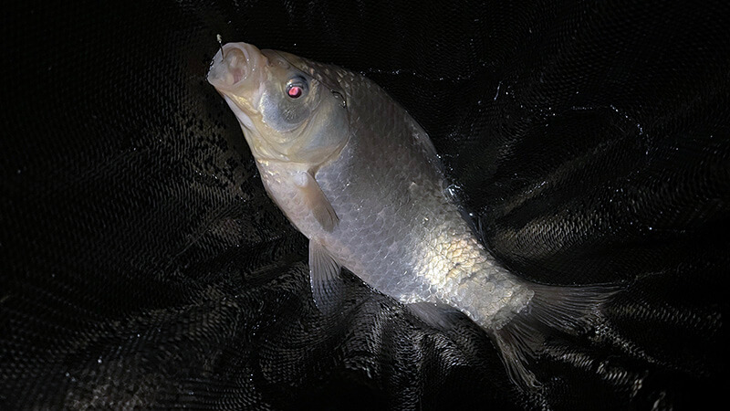 黒部川へ!真冬の夜は氷点下…極寒の中、ヘラブナ夜釣りしてみた