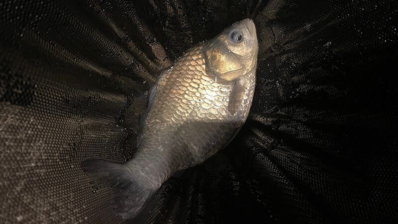 黒部川へ!真冬の夜は氷点下…極寒の中、ヘラブナ夜釣りしてみた