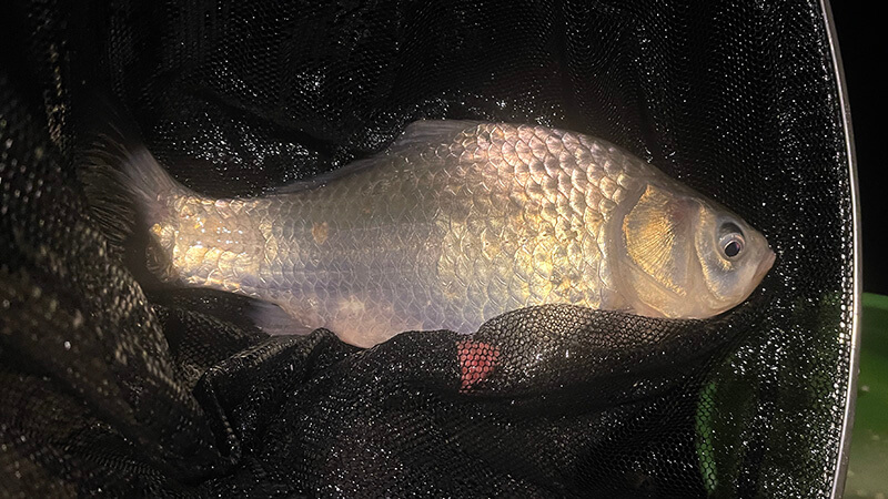 黒部川へ!真冬の夜は氷点下…極寒の中、ヘラブナ夜釣りしてみた