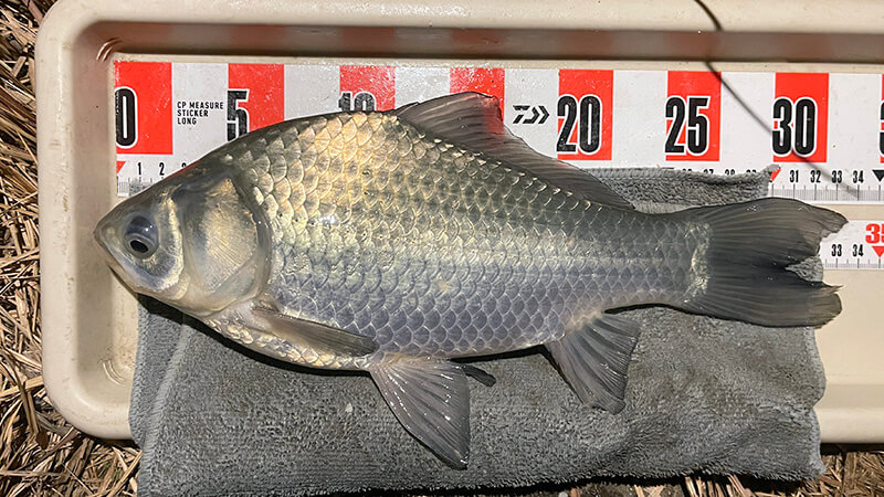 黒部川へ!真冬の夜は氷点下…極寒の中、ヘラブナ夜釣りしてみた