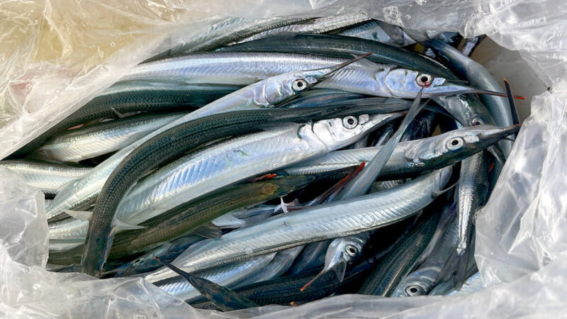 サヨリ釣りでデコって悶絶……再挑戦で何とか釣れたサヨリ釣行