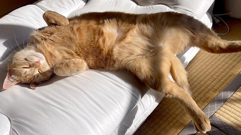 日向で仰向けになってくつろぐ茶トラ猫の全身写真