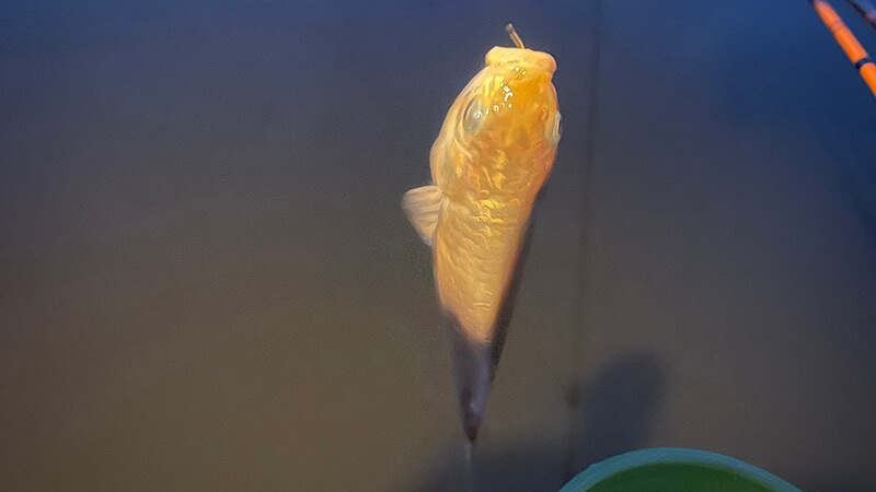 夜のライトで照らされた丸みのあるマブナを手持ちした様子