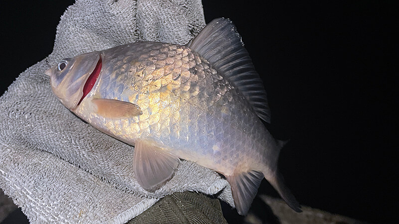 夜の釣り場でハリ掛かりした小型のフナを至近で撮影した写真