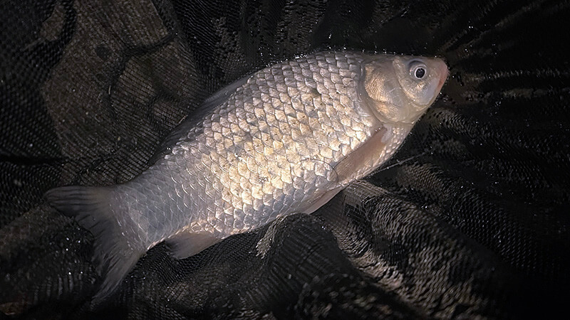 玉網の上で鱗が光る中型フナの魚体を横から写した写真