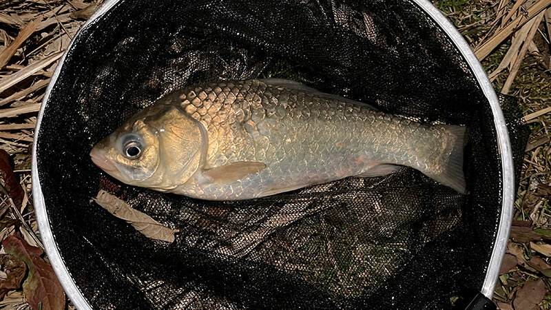 玉網に収まったラストの良型マブナを上から撮影した写真
