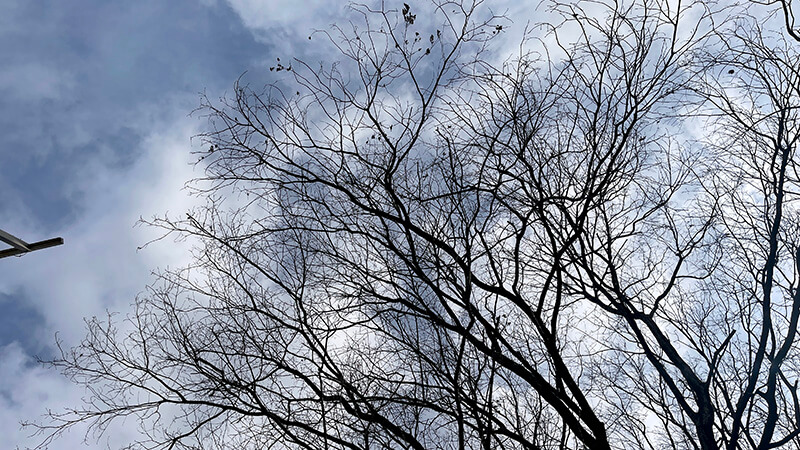 冬空に枝を広げた木を見上げた風景