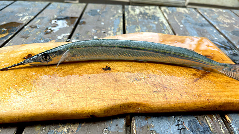 まな板の上に置いたサヨリ一尾を下処理前に撮影した写真