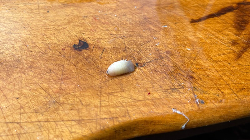 まな板の上で確認したサヨリヤドリムシの接写