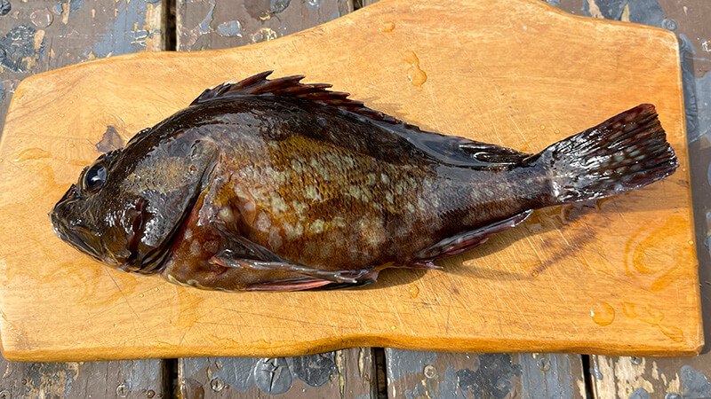 まな板に置いた下処理前のカサゴ一尾
