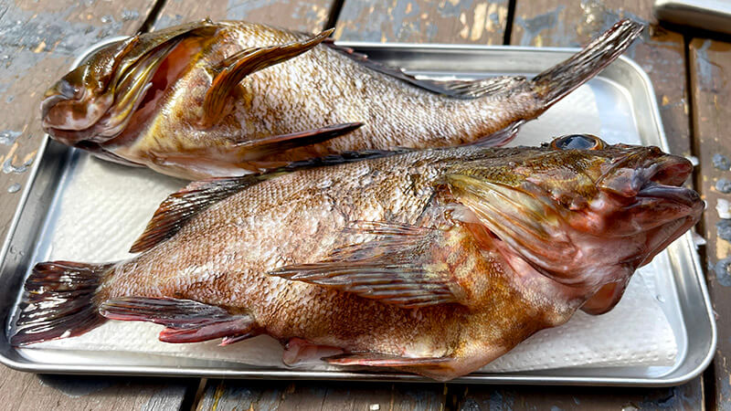 トレーに並べた下処理済みのカサゴ二尾