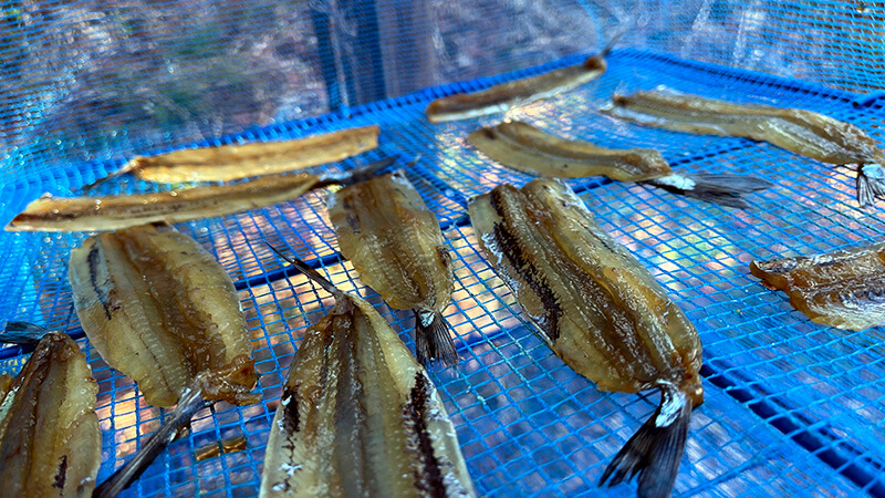 みりん干し用に干している開きサヨリを干しかごで撮影