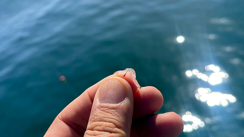 指先でつまんだ小さなアミエビ餌と海面の背景