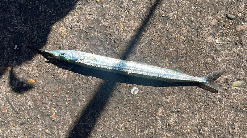 堤防の地面に置かれた細長いサヨリの初釣果