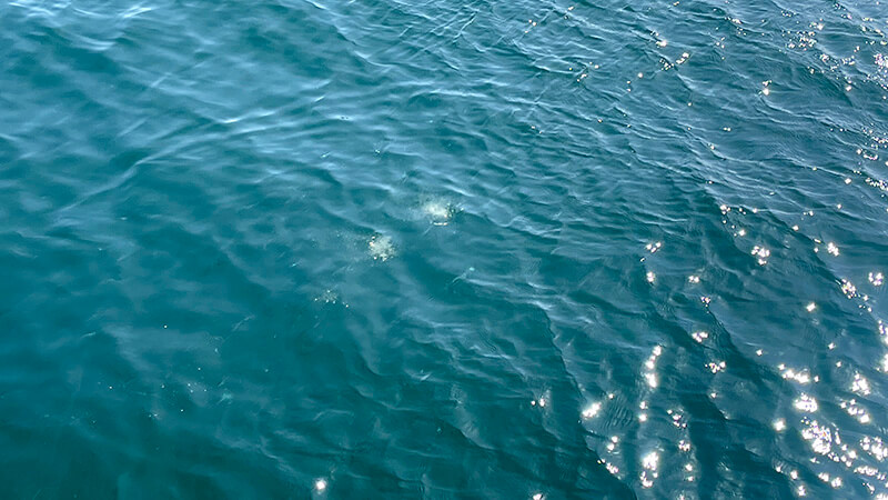 日中の海面に小さな波紋が広がる釣り場の状況