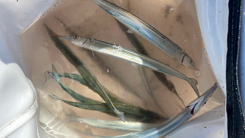 バケツ内で泳ぐサヨリを上から見た釣果写真