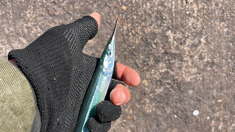 グローブを着けた手で持った細身のサヨリ