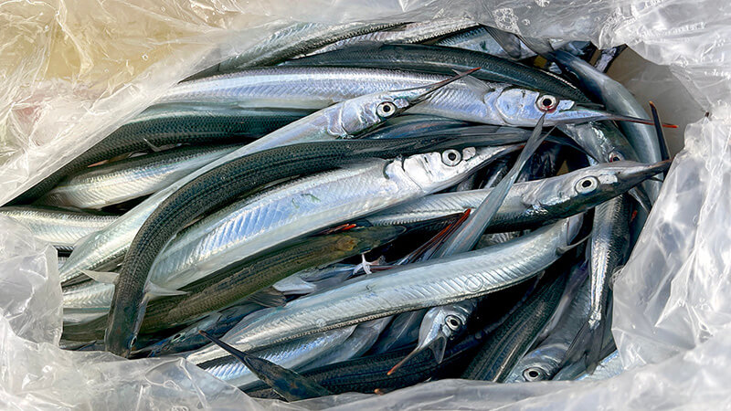 袋にまとまったサヨリの最終釣果を上から撮影
