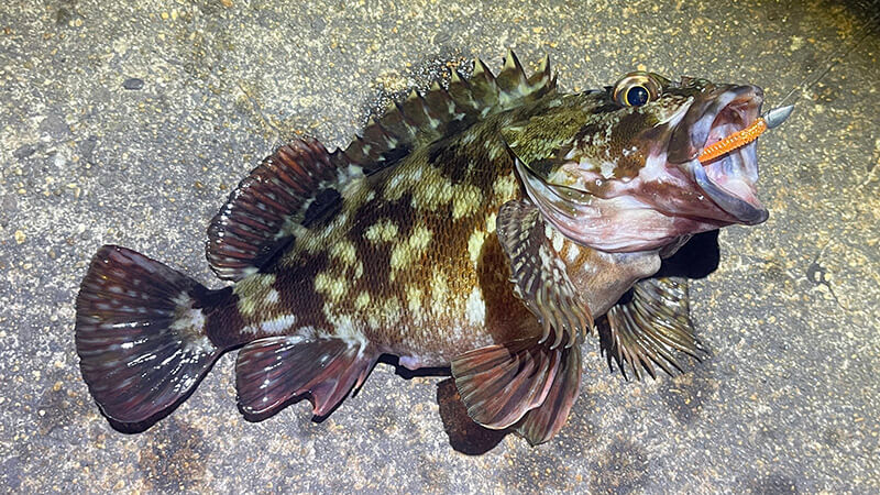 夜釣りで釣れた良型カサゴのクローズアップ