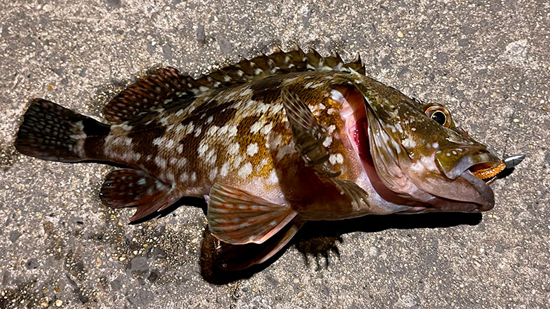 夜の堤防で釣れた別個体の良型カサゴ