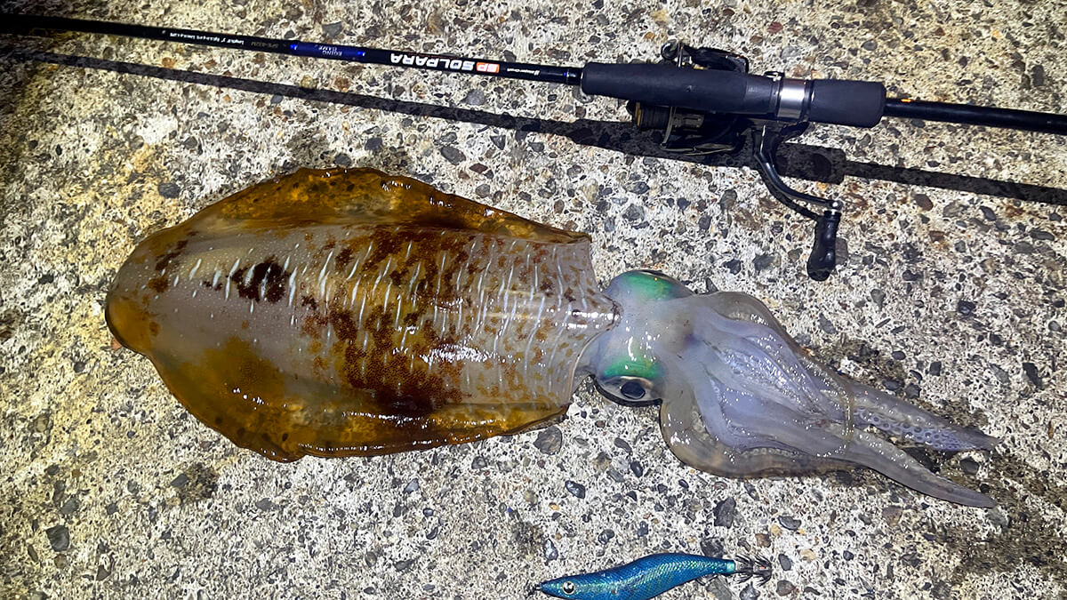 新島最終夜に釣れたキロアップのアオリイカとケンサキイカ