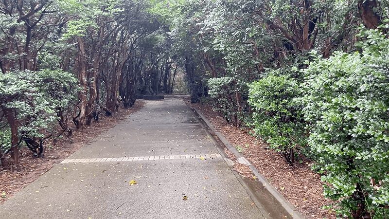 木に囲まれた羽伏浦キャンプ場の通路