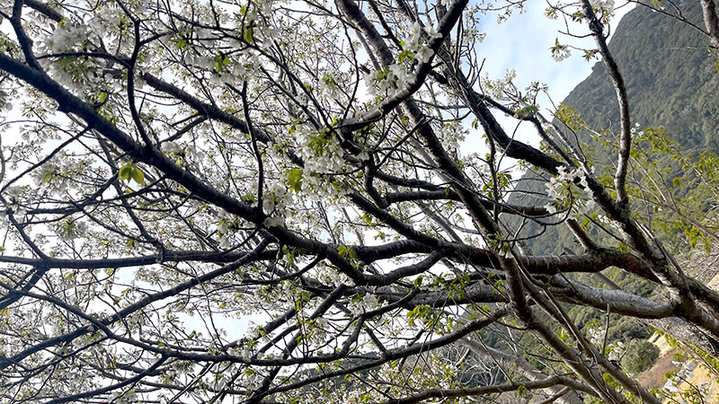 羽伏浦キャンプ場の桜