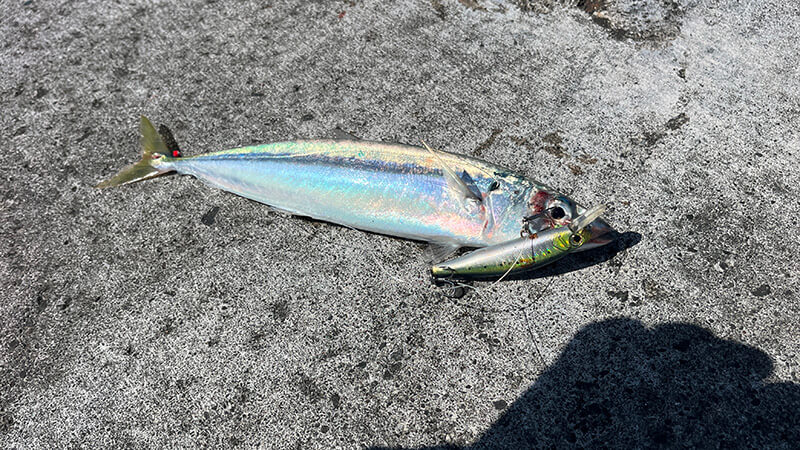 ルアーに掛かったムロアジ