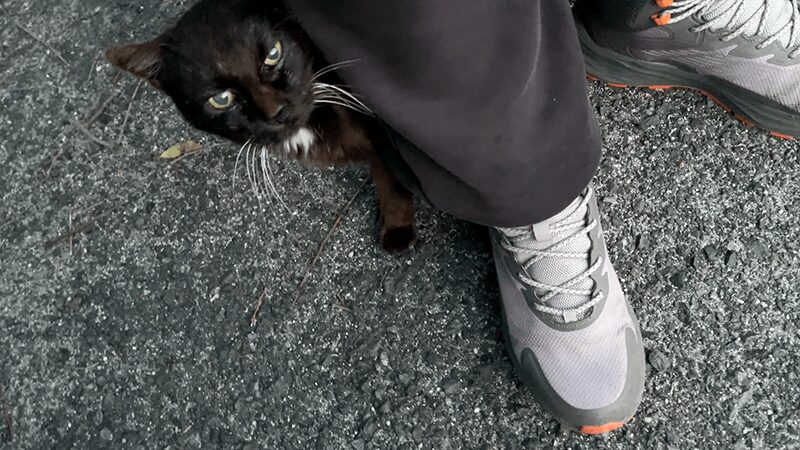 羽伏浦キャンプ場で足元に寄ってきた黒猫のネクタイ