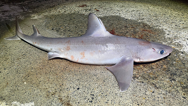 ワカサギ餌の夜釣りで釣れた新島港のサメ